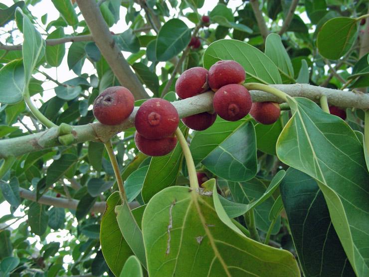 Ficus benghalensis (18).JPG