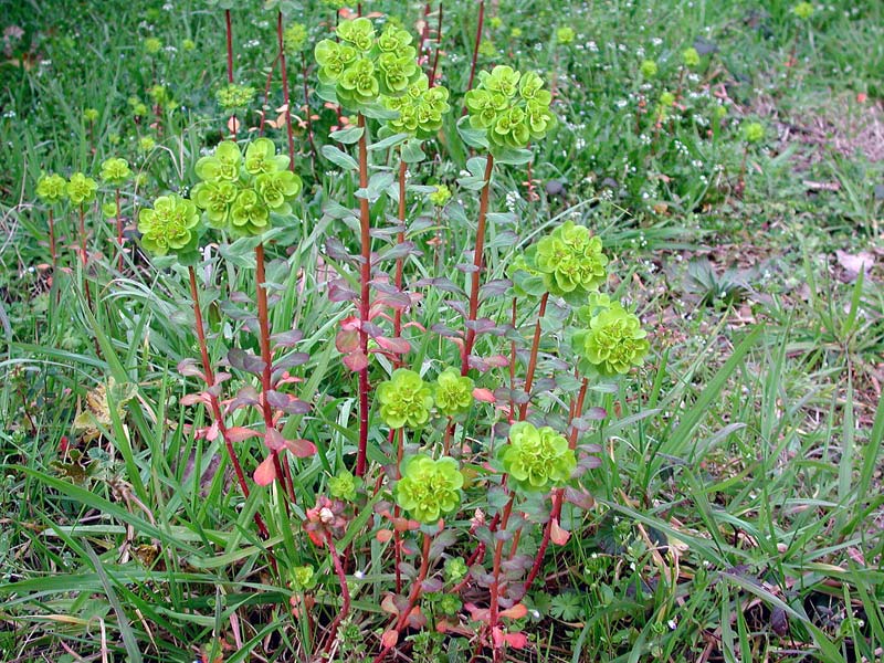 Euphorbia helioscopia_142.jpg