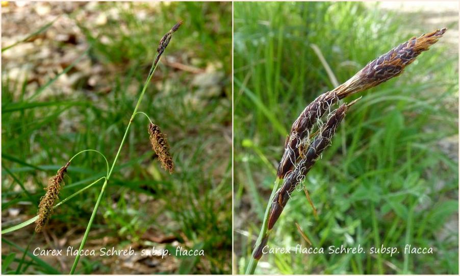 7-Carex flacca subsp.flacca -CC.jpg