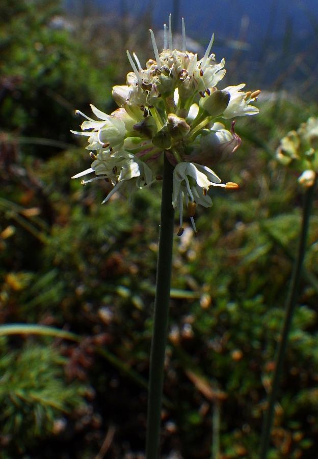 Allium ochroleucum Waldst. & Kit.8.JPG