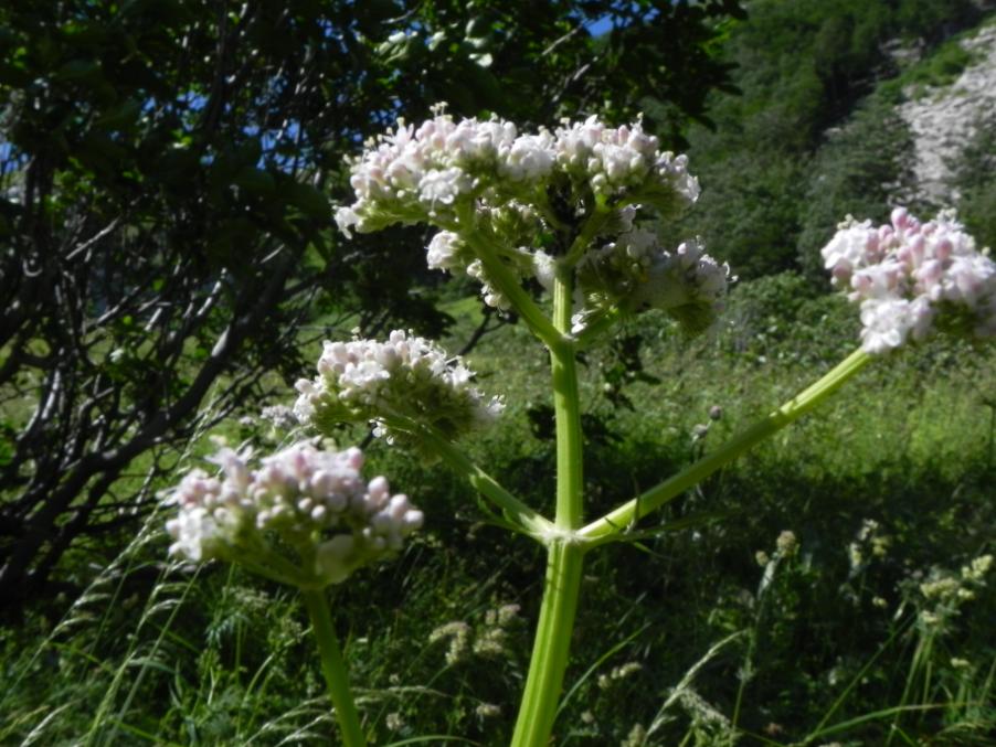 Valeriana officinalis - Valle del Lago di Pilato sentiero 151 6-7-2023 (86).JPG
