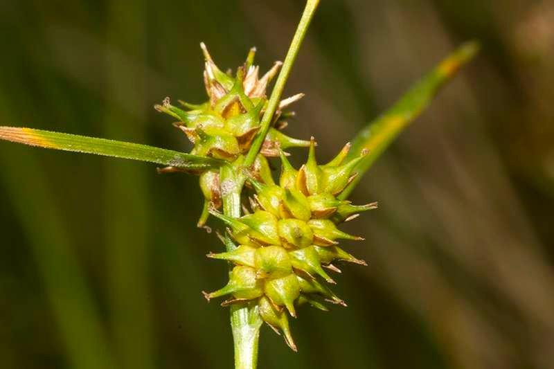 4-Carex_lepidocarpa_4.jpg-UF.jpg