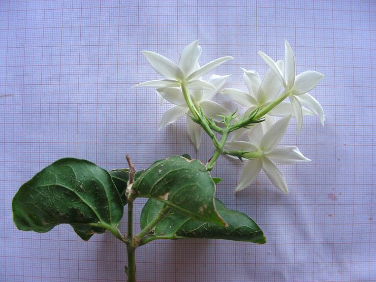 Jasminum sambac (8).JPG