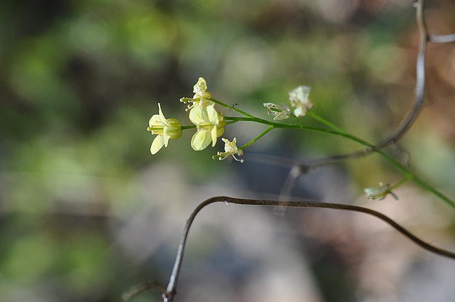 <i>Biscutella laevigata</i> L. subsp. <i>lucida</i> (Balb. ex DC.) Arcang.