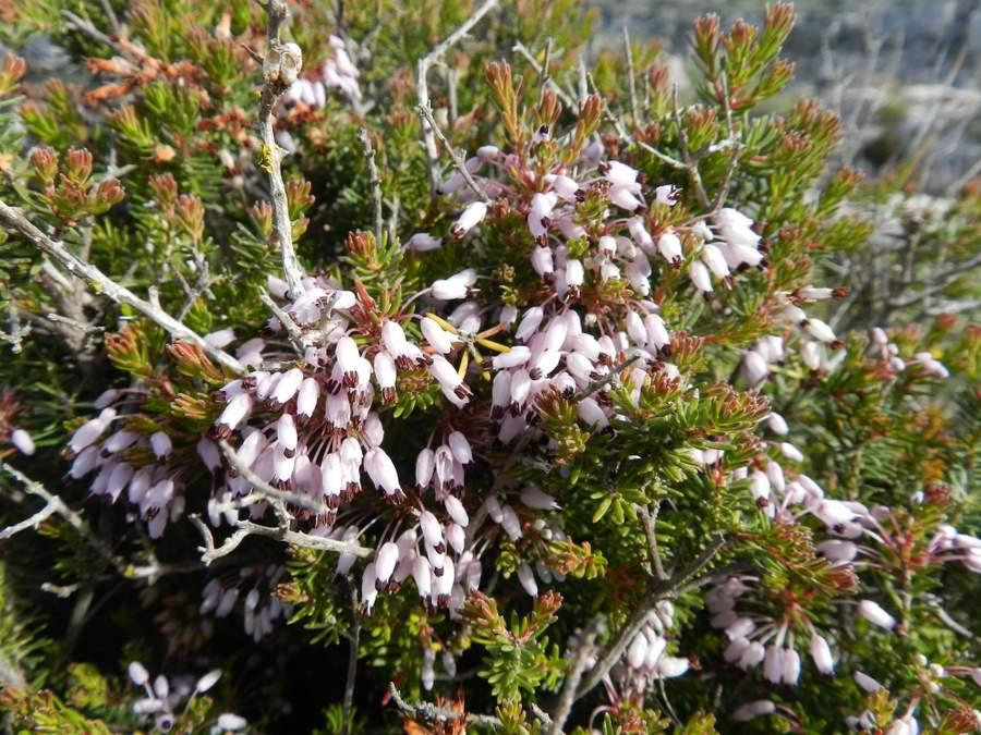 <i>Erica multiflora</i> L. subsp. <i>hyblaea</i> Domina & Raimondo