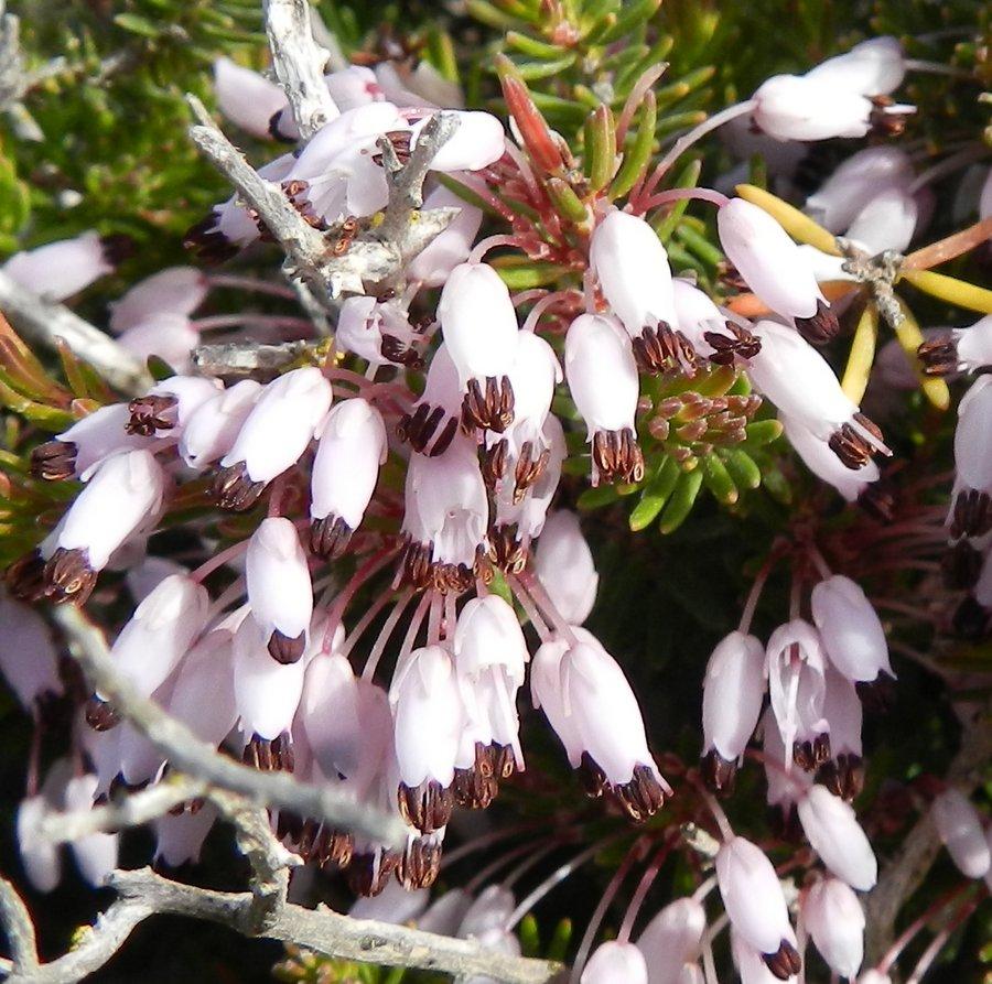 <i>Erica multiflora</i> L. subsp. <i>hyblaea</i> Domina & Raimondo