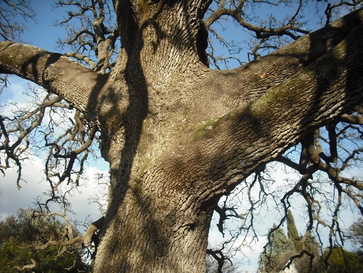 Quercus ithaburensis Decne. subsp. macrolepis (Kotschy) Hedg {F 3890}