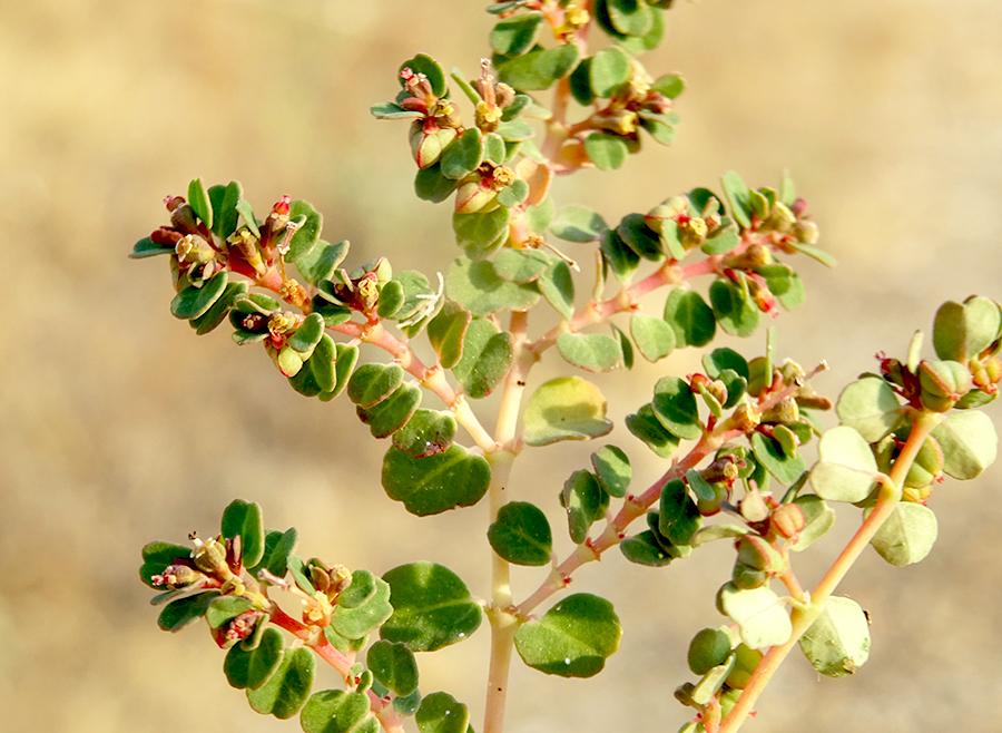 <i>Euphorbia serpens</i> Kunth subsp. <i>fissistipula</i> (Thell.) Verloove & Lambinon
