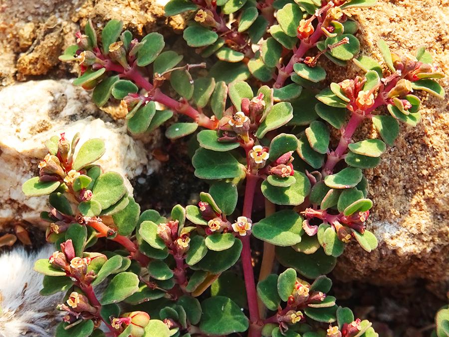 <i>Euphorbia serpens</i> Kunth subsp. <i>fissistipula</i> (Thell.) Verloove & Lambinon
