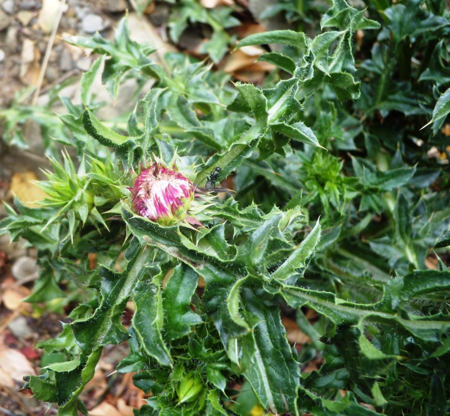 Carduus nutans L. subsp. ) (1).JPG