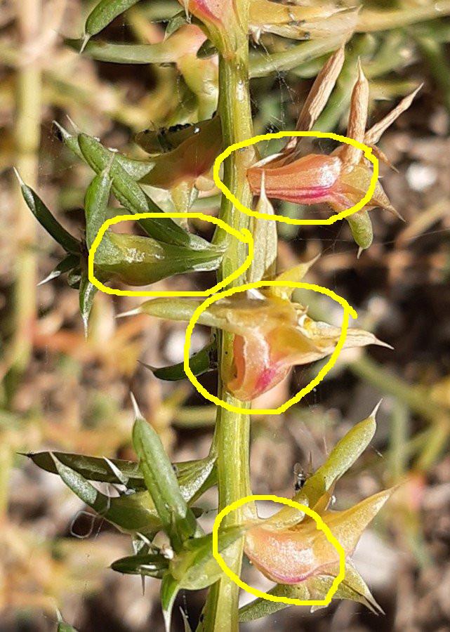 Salsola squarrosa (3).jpg