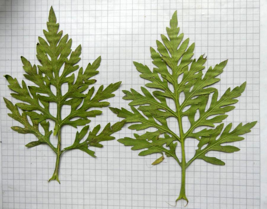 <i>Ambrosia artemisiifolia</i> L.