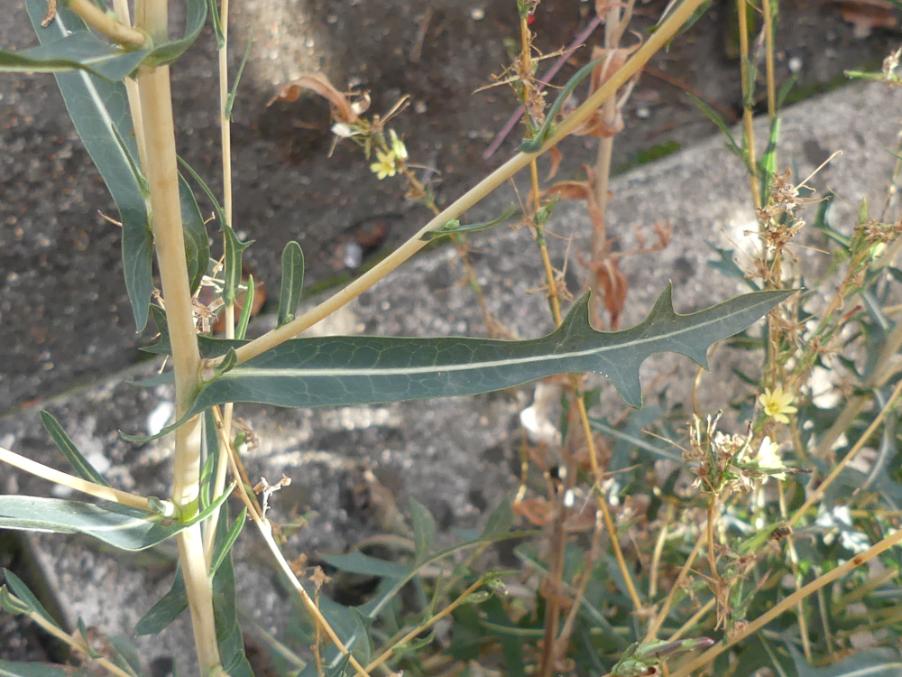 <i>Lactuca sativa</i> L. subsp. <i>serriola</i> (L.) Galasso, Banfi, Bartolucci & Ardenghi