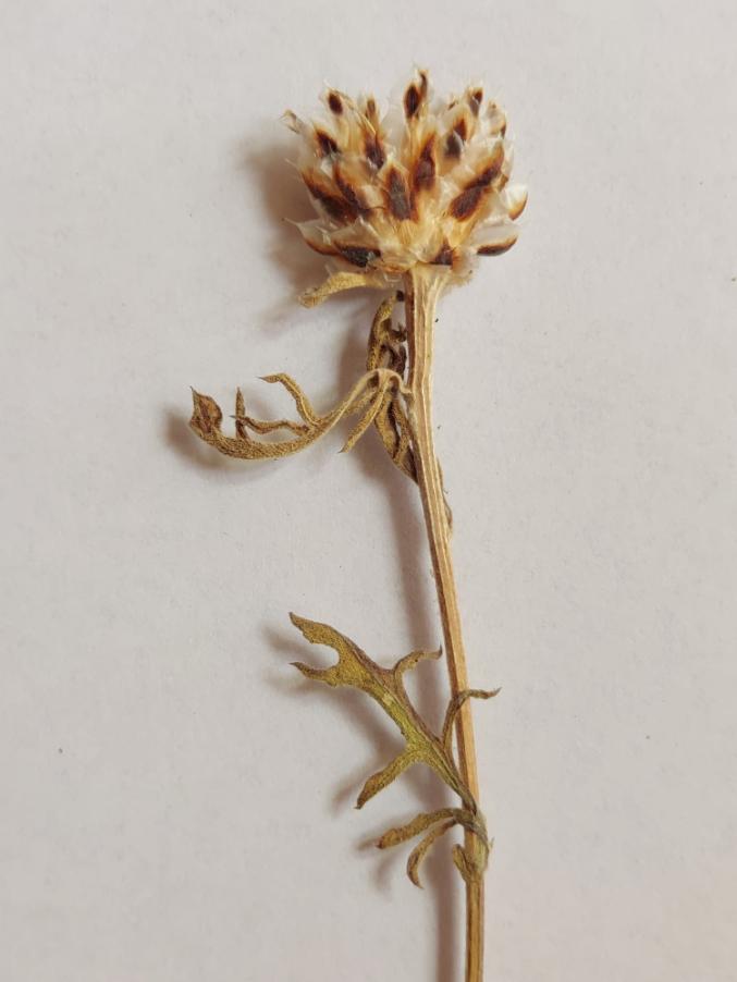 <i>Centaurea sarfattiana</i> Brullo, Gangale & Uzunov