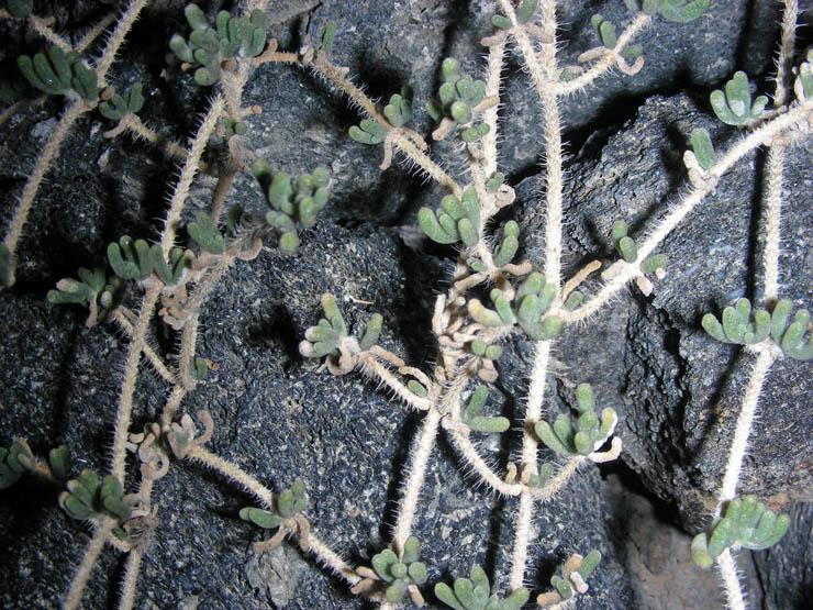 Drosanthemum floribundum (3).JPG