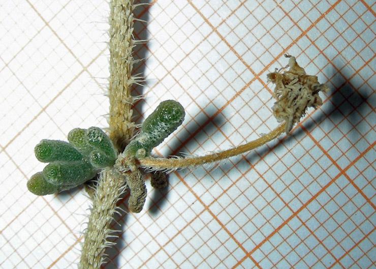 Drosanthemum floribundum (7).jpg