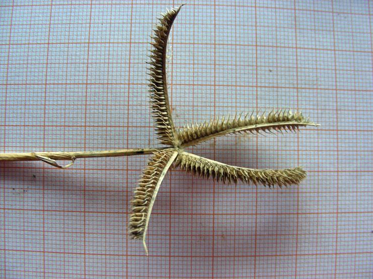 <i>Dactyloctenium aegyptium</i> (L.) Willd.