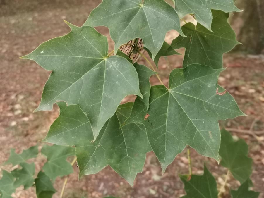 <i>Acer cappadocicum</i> Gled. subsp. <i>cappadocicum</i>