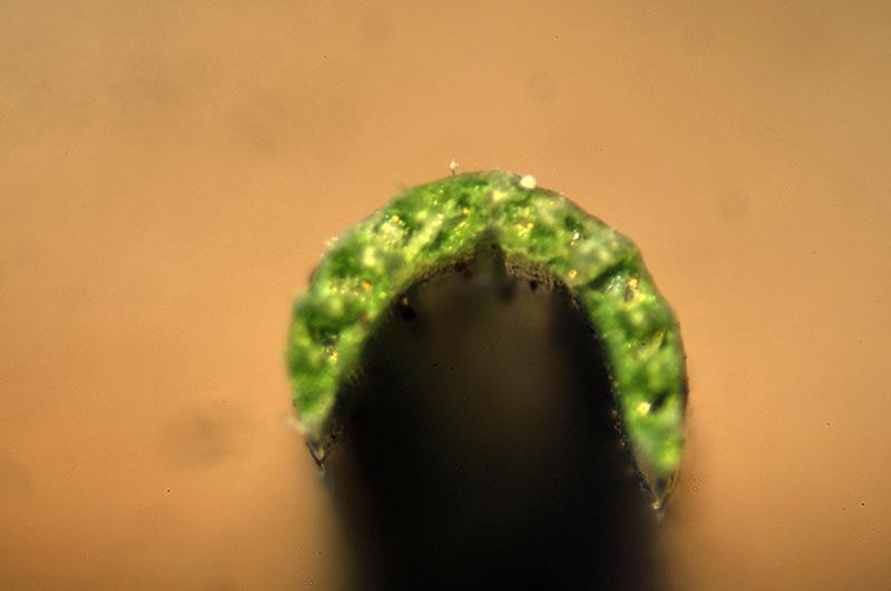 sezione fogliare subsp. curvula immEC.jpg