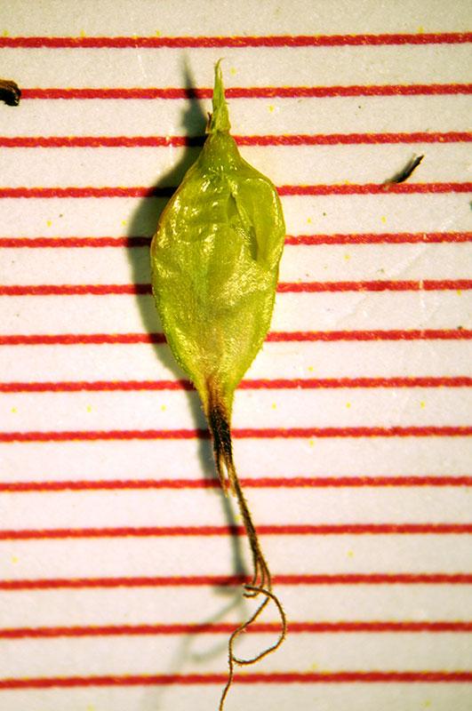 subsp. curvula immEC.jpg