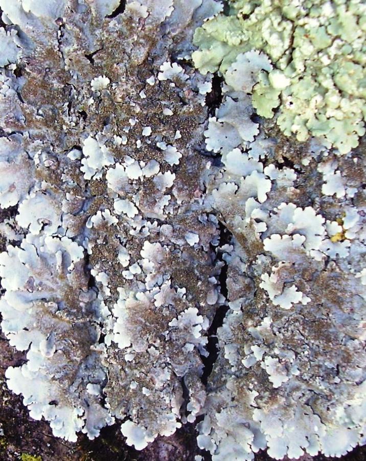 Parmelina tiliacea (Hoffm.) Hale- conf.Nimis P.R.17-09-23-060.JPG