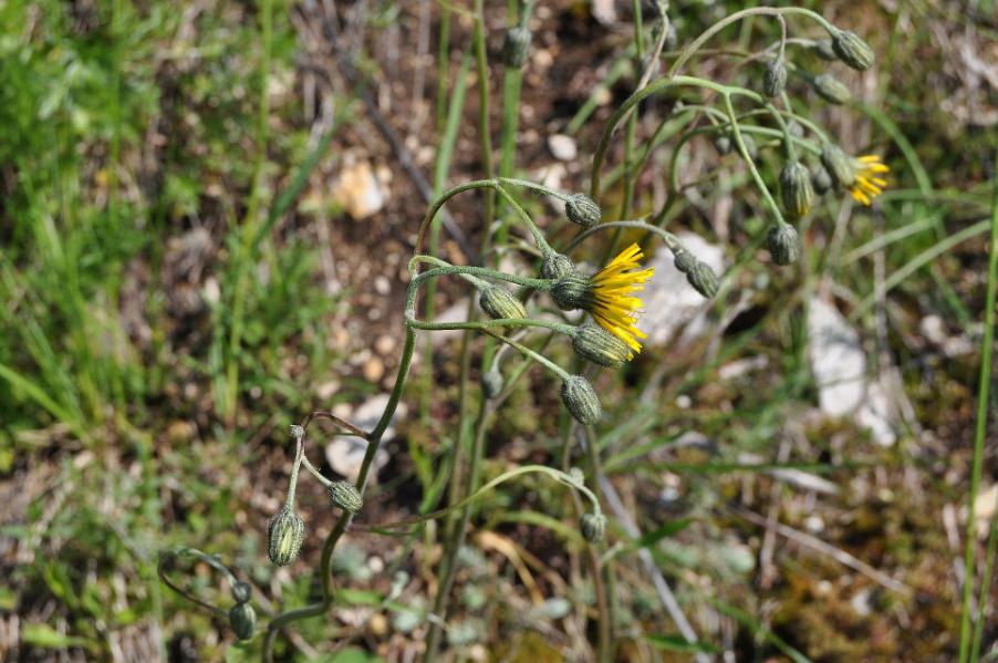 <i>Hieracium apricorum</i> Wiesb. ex Dichtl subsp. <i>subpallescens</i> (Beck) Gottschl.