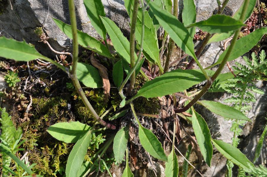 <i>Hieracium apricorum</i> Wiesb. ex Dichtl subsp. <i>subpallescens</i> (Beck) Gottschl.