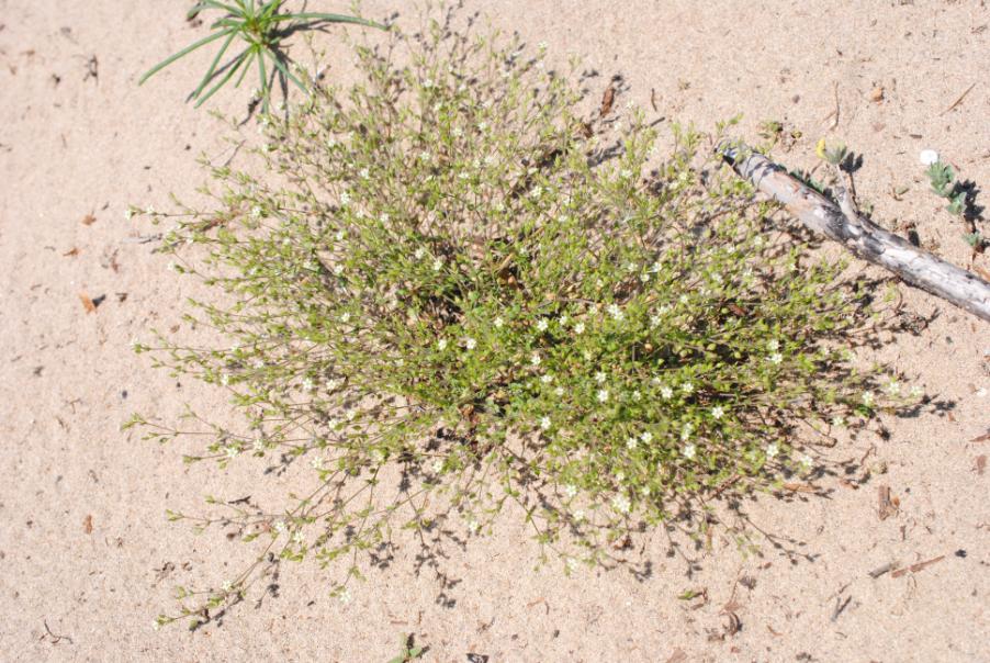 <i>Arenaria leptoclados</i> (Rchb.) Guss. subsp. <i>leptoclados</i>