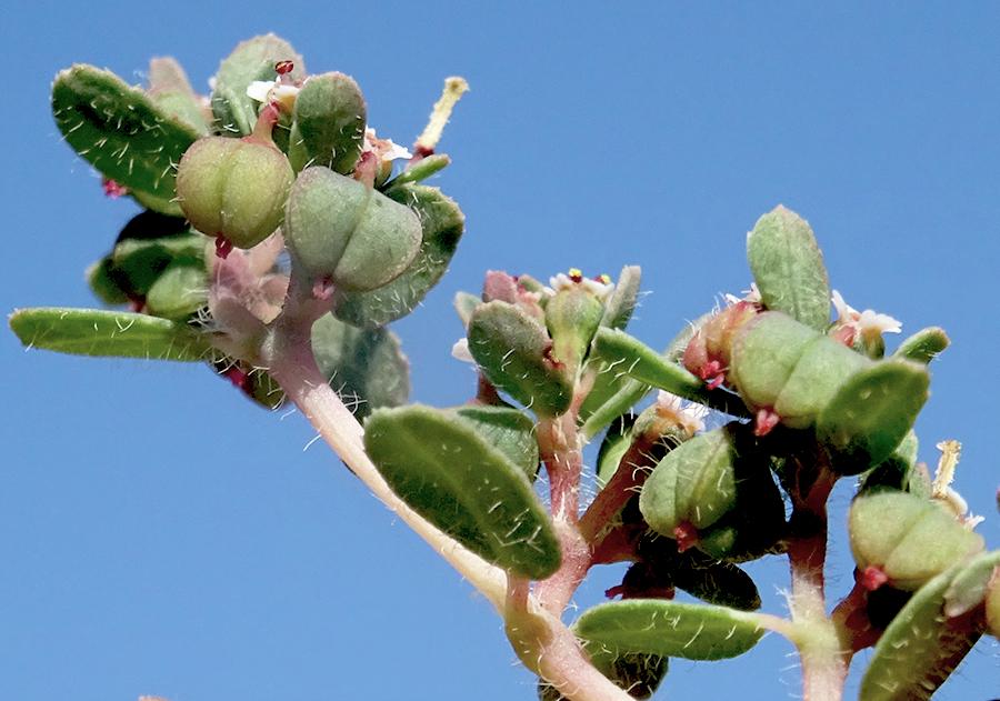 <i>Euphorbia chamaesyce</i> L.