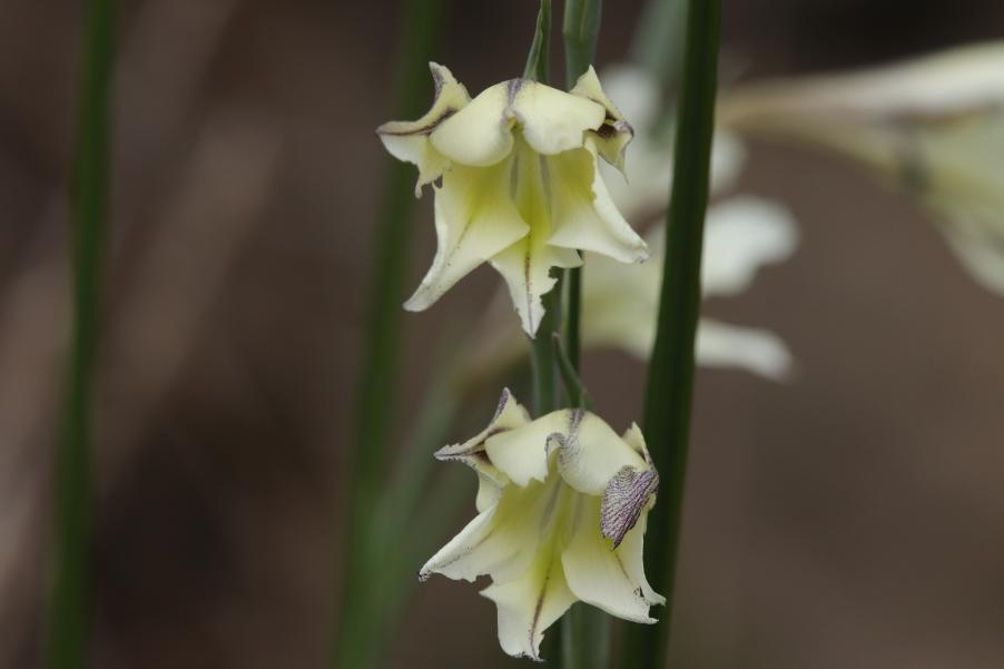 <i>Gladiolus tristis</i> L.