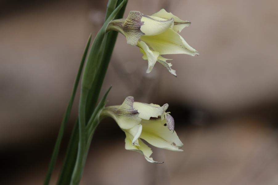 <i>Gladiolus tristis</i> L.
