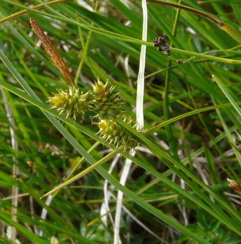 2-Carex_oederi_100715_3-FG.jpg