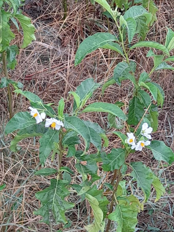 <i>Solanum bonariense</i> L.