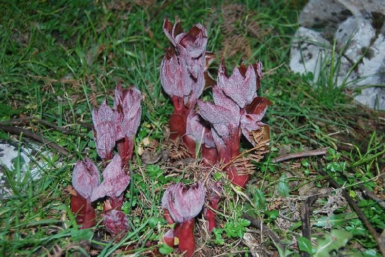 <i>Paeonia morisii</i> Cesca, Bernardo & N.G.Passal.