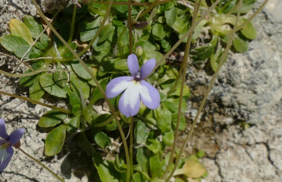 <i>Solenopsis bivonae</i> (Tineo) M.B.Crespo, Serra & Juan