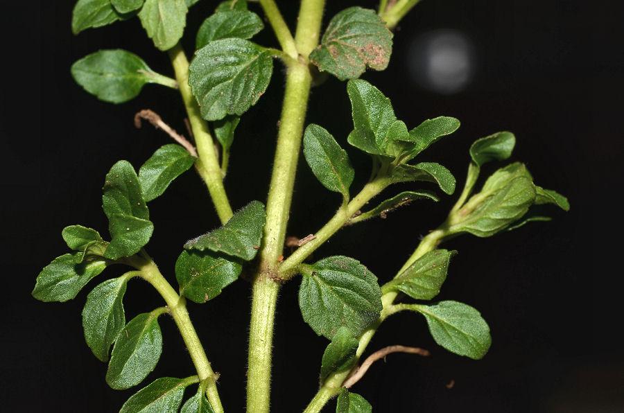 <i>Mentha pulegium</i> L. subsp. <i>pulegium</i>