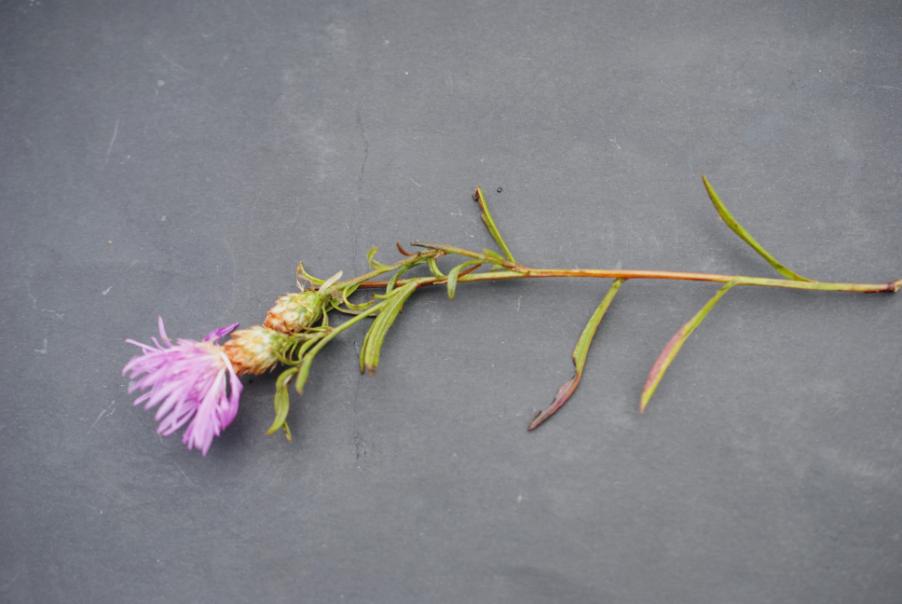 <i>Centaurea jacea</i> L. subsp. <i>angustifolia</i> (DC.) Gremli