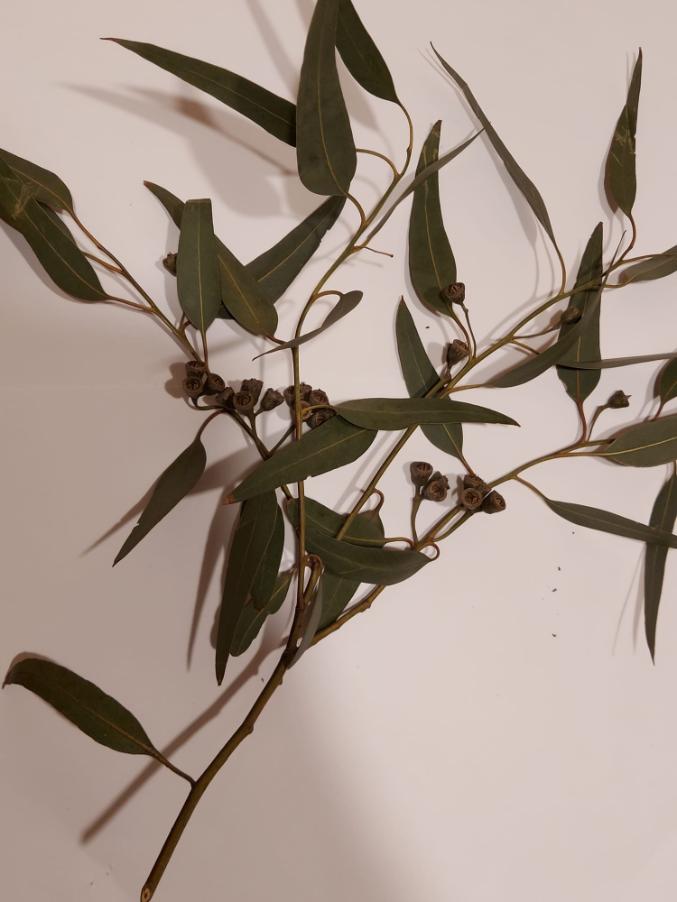 <i>Eucalyptus occidentalis</i> Endl.