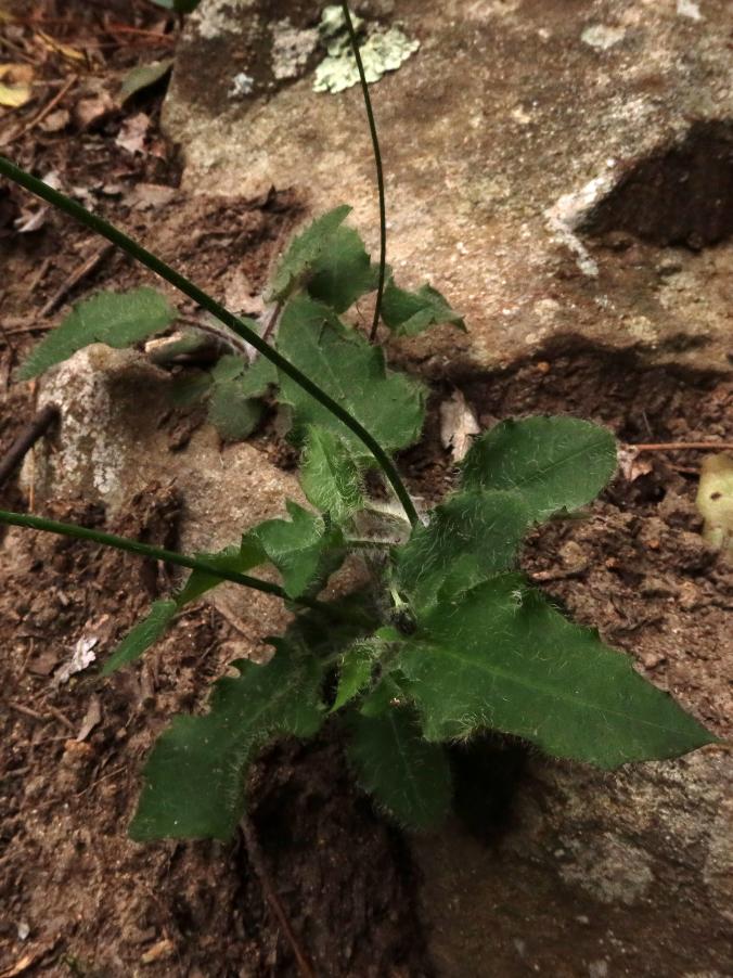 <i>Hieracium pseudoprasinops</i> Zahn subsp. <i>pseudoprasinops</i>
