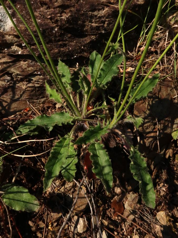 <i>Hieracium glaucinum</i> Jord. subsp. <i>ottanense</i> (Zahn) Greuter