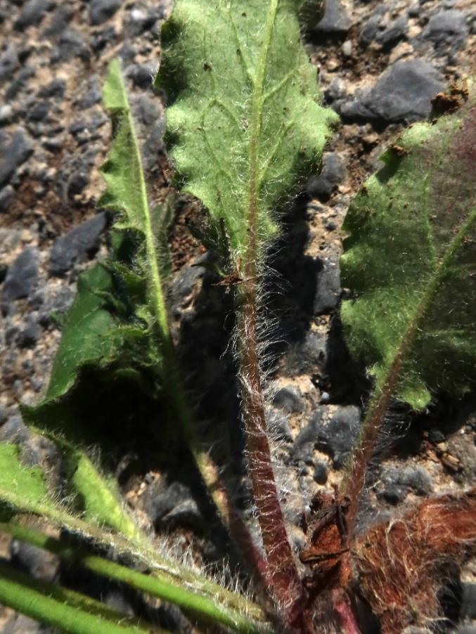 <i>Hieracium glaucinum</i> Jord. subsp. <i>ottanense</i> (Zahn) Greuter
