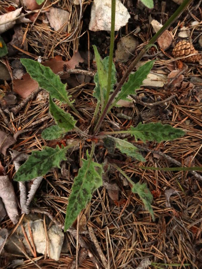<i>Hieracium caesioides</i> Arv.-Touv. subsp. <i>prasinops</i> (Touton & Zahn) Zahn