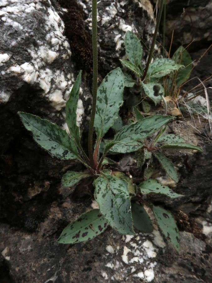<i>Hieracium caesioides</i> Arv.-Touv. subsp. <i>subbifidum</i> Zahn