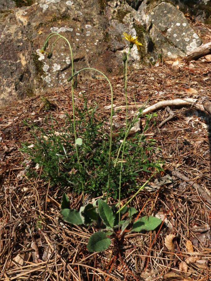<i>Hieracium barbulare</i> Zahn subsp. <i>barbulare</i>