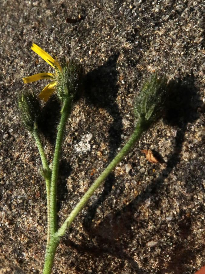 <i>Hieracium barbulare</i> Zahn subsp. <i>barbulare</i>