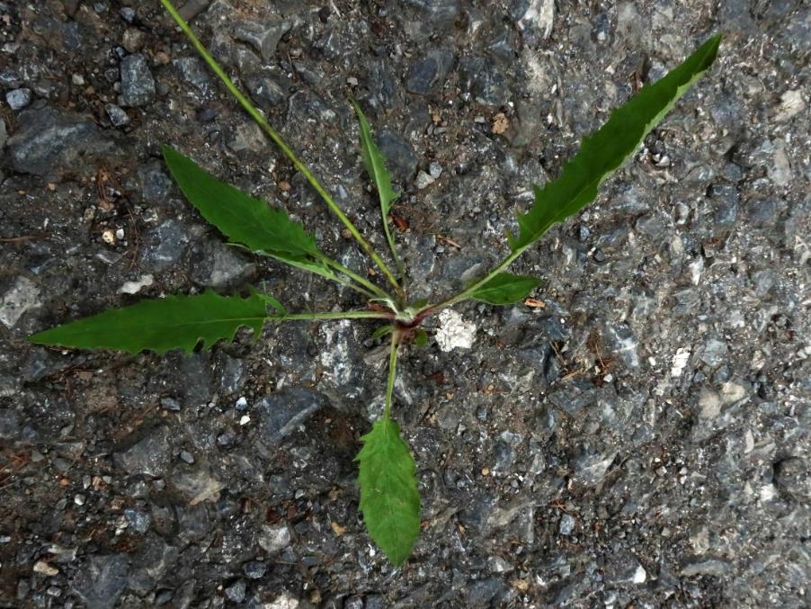 <i>Hieracium glaucinum</i> Jord. subsp. <i>praecociforme</i> (Zahn) Gottschl.