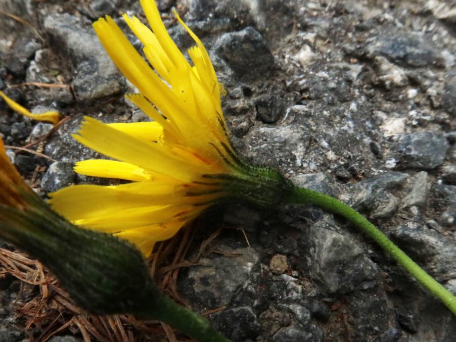 <i>Hieracium glaucinum</i> Jord. subsp. <i>praecociforme</i> (Zahn) Gottschl.