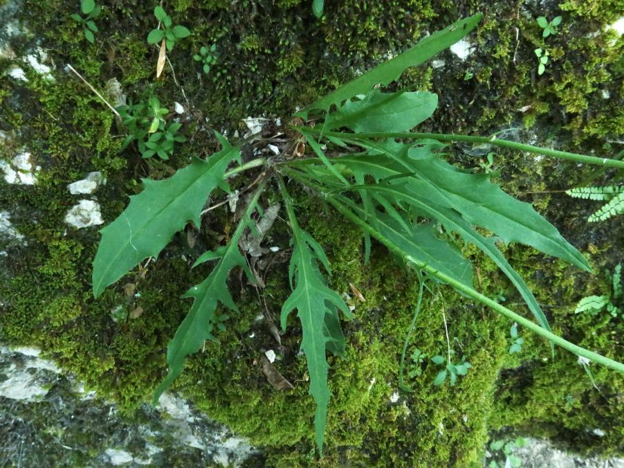 <i>Hieracium dollineri</i> Sch.Bip. ex Neilr. subsp. <i>tridentinum</i> (Evers) Murr