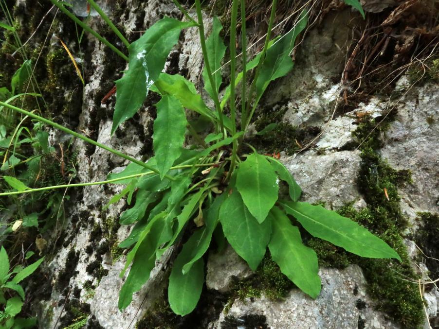 <i>Hieracium benzianum</i> Murr & Zahn subsp. <i>vulgatifolium</i> (Murr & Zahn) Zahn