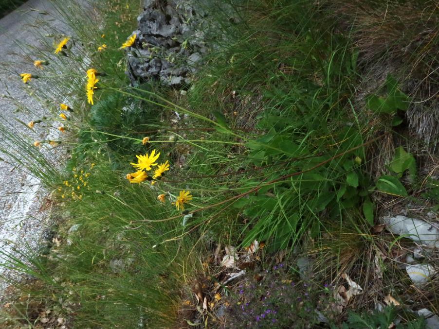 <i>Hieracium apricorum</i> Wiesb. ex Dichtl subsp. <i>sublaevigatum</i> (Beck) Gottschl.